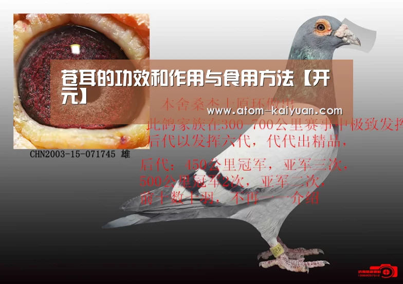 苍耳的功效和作用与食用方法【开元】(图1) 开元